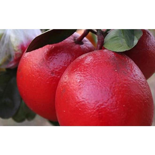 CÂY GIỐNG BƯỞI ĐỎ THÁI LAN