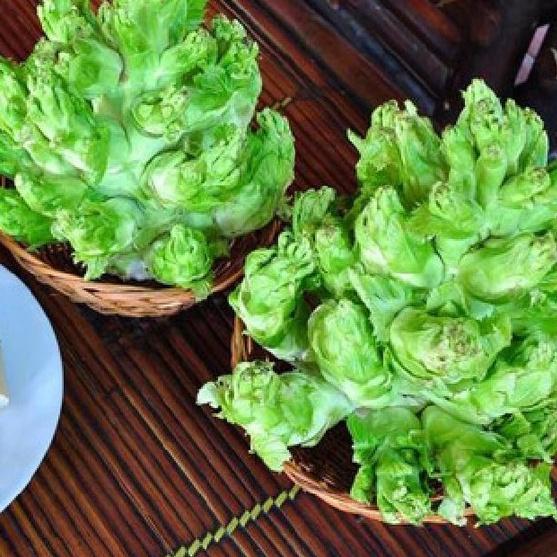 Hạt giống rau cải mầm đá ,-1 gói 0.2 gram