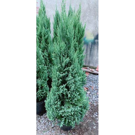 Cây Tùng Cao 1M