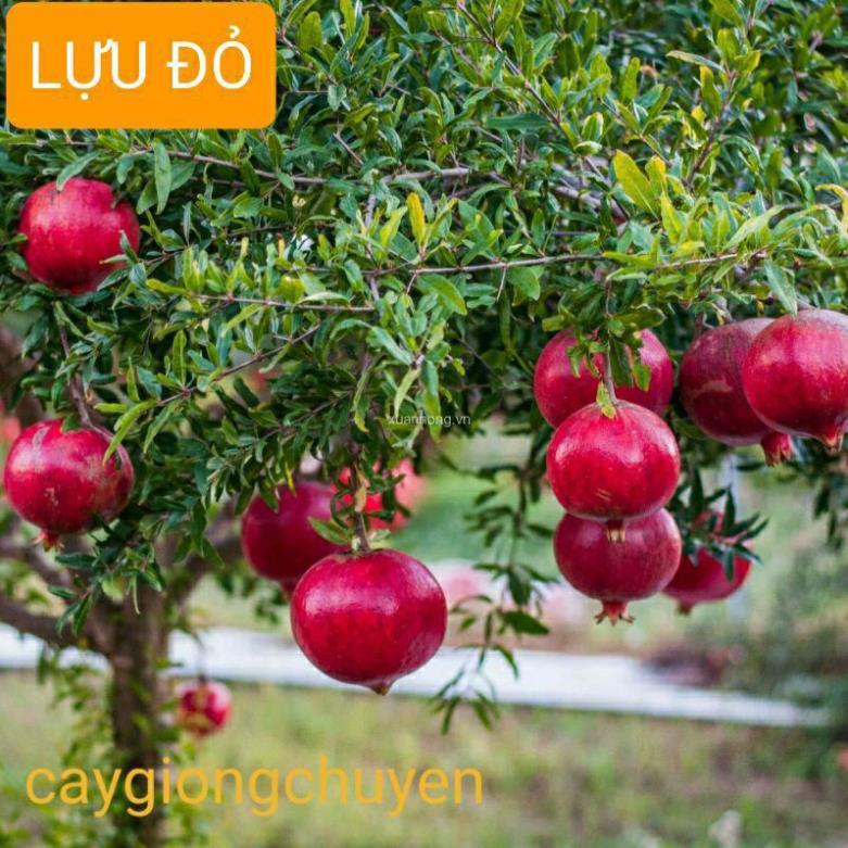 CÂY GIỐNG LỰU ĐỎ CHO QUẢ SAU 1 NĂM