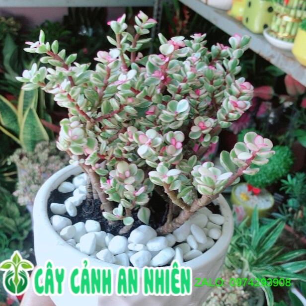 Chậu Cây Cành Vàng Lá Ngọc