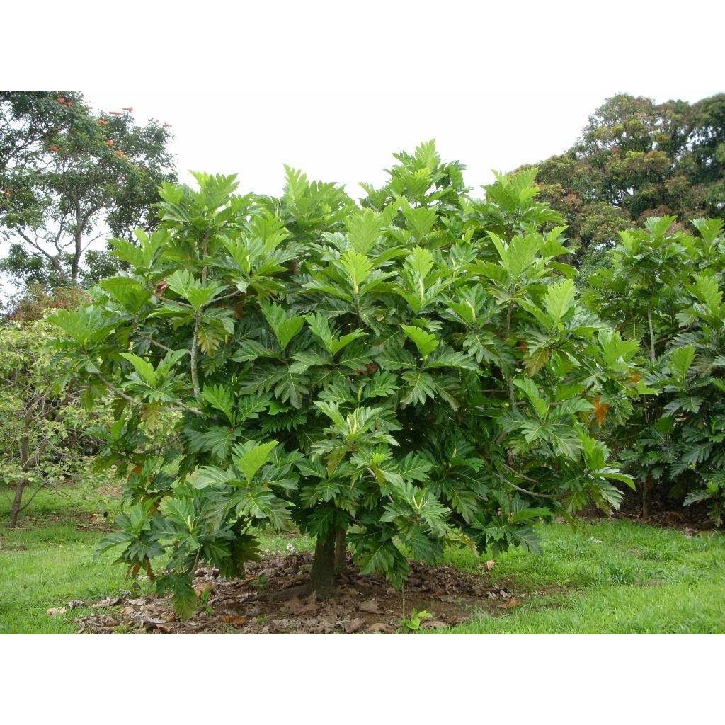 Cây giống Sa Kê