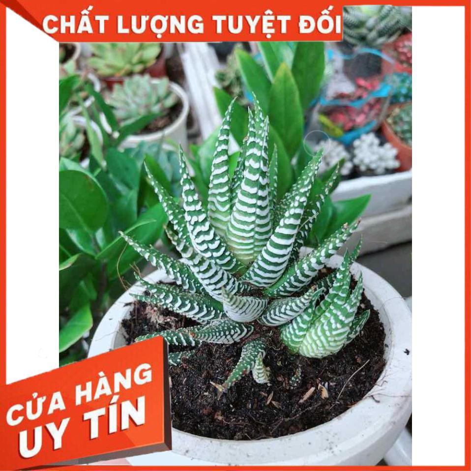 Chậu móng rồng Nhiều Người Mua