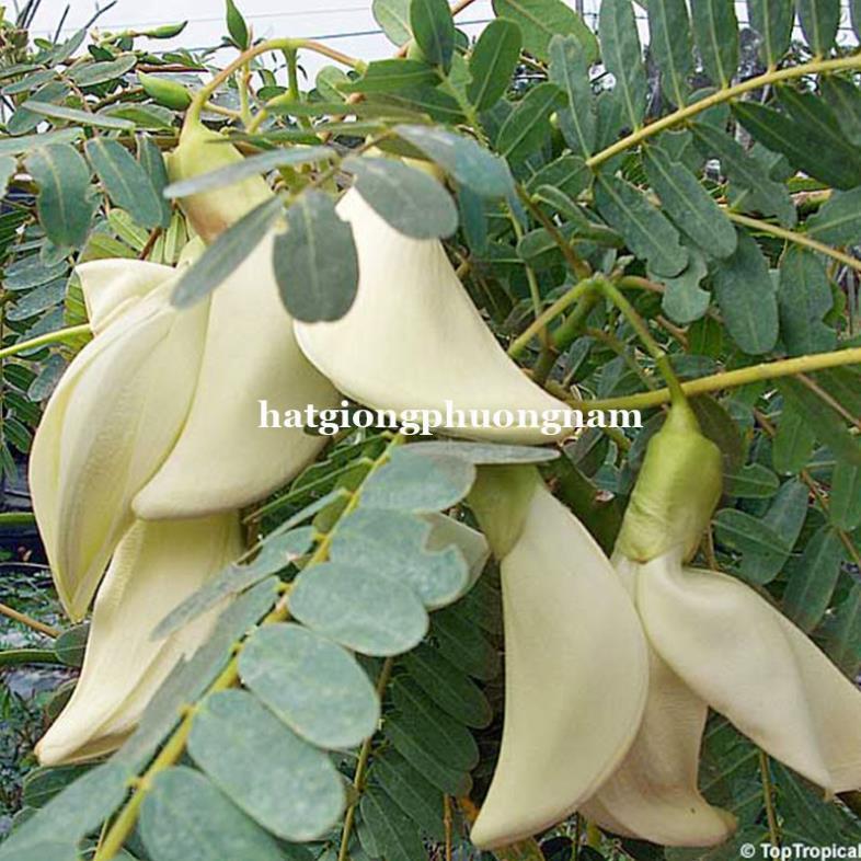 50H - HẠT GIỐNG CÂY SO ĐŨA