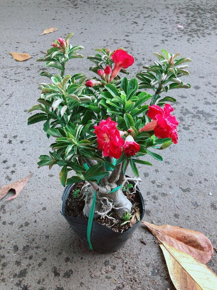 Cây Sứ Thái