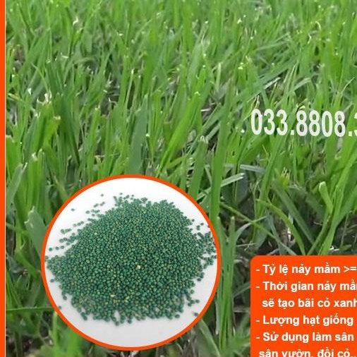 HẠT GIỐNG CỎ THẢM BERMUDA XANH - CỎ THẢM TRANG TRÍ SÂN VƯỜN, SÂN BÓNG, CỎ CHĂN NUÔI