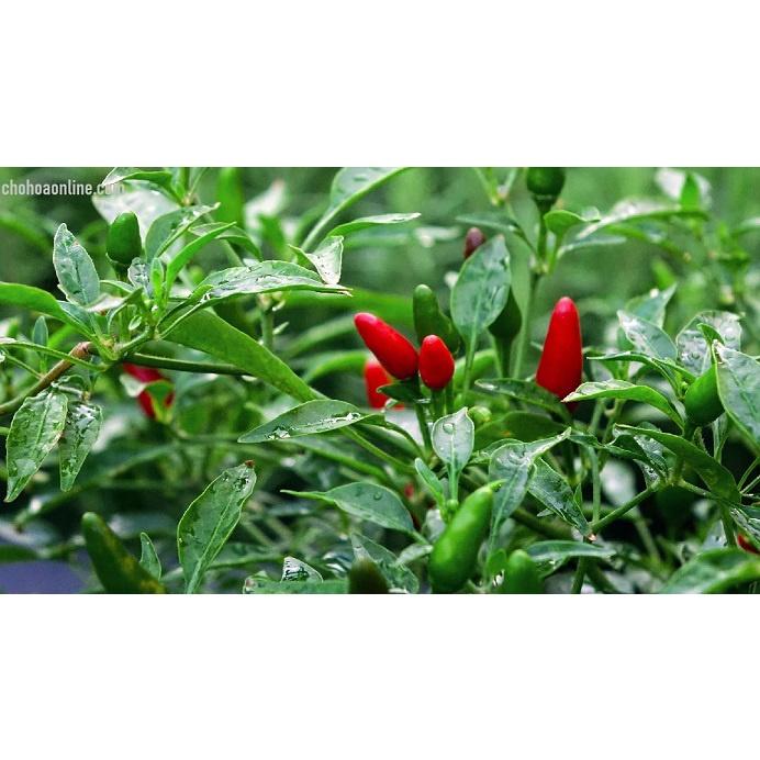 Cây Ớt Hiểm