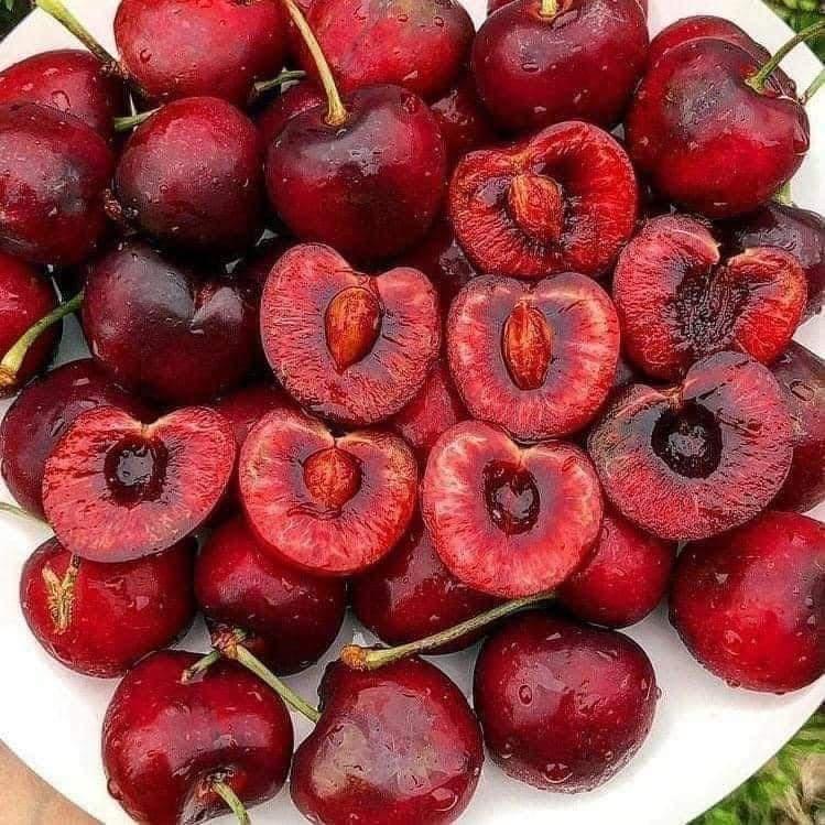 Cây giống cherry Brazil (ra trái siêu sớm)