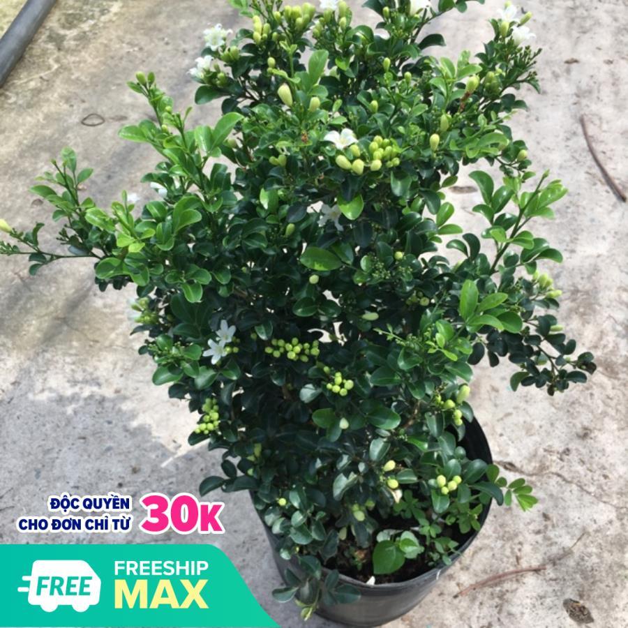 Cây nguyệt quế hoa thơm 4 mùa cao 30-40 cm