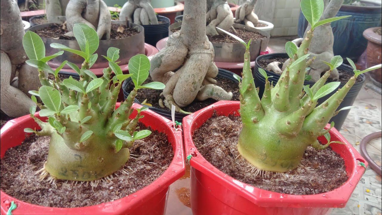 Cây sứ thái, cây sứ thái hình kim tự tháp, cây bầu lớn nhiều mặt hoa cam kết chất lượng