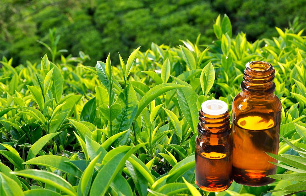 Tinh dầu Trà Xanh (Green Tea) nguyên chất từ thiên nhiên, xông phòng, khử mùi, thơm phòng, đuổi muỗi - KingOil