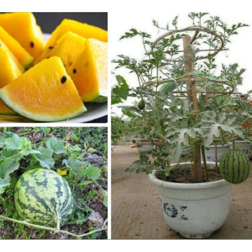 Combo 2 gói Hạt giống dưa hấu ruột vàng không hạt -1 gói 10 hạt-tặng kèm gói phân bón lót