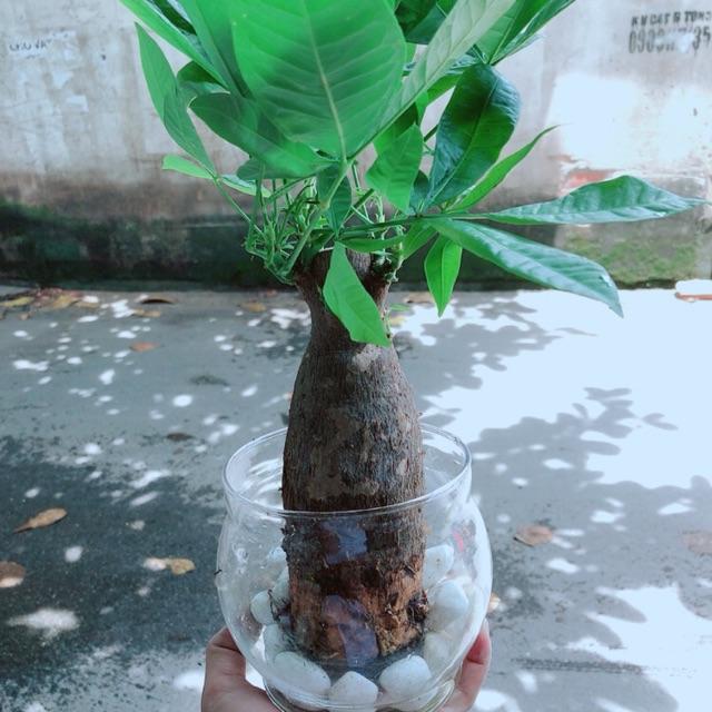 Chậu Kim Ngân 1 Thân Trồng Thuỷ Sinh