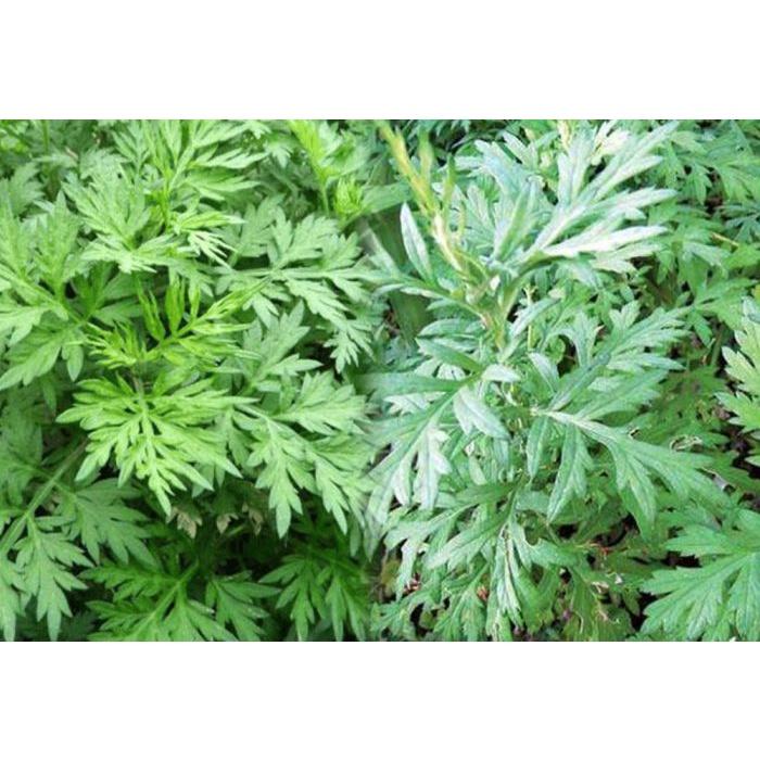 1kg cây ngải cứu tươi sạch hàng tuyển chọn loại 1, cây nhà trồng