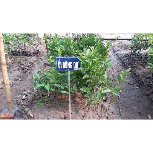 Cây giống Ổi Đông Dư .