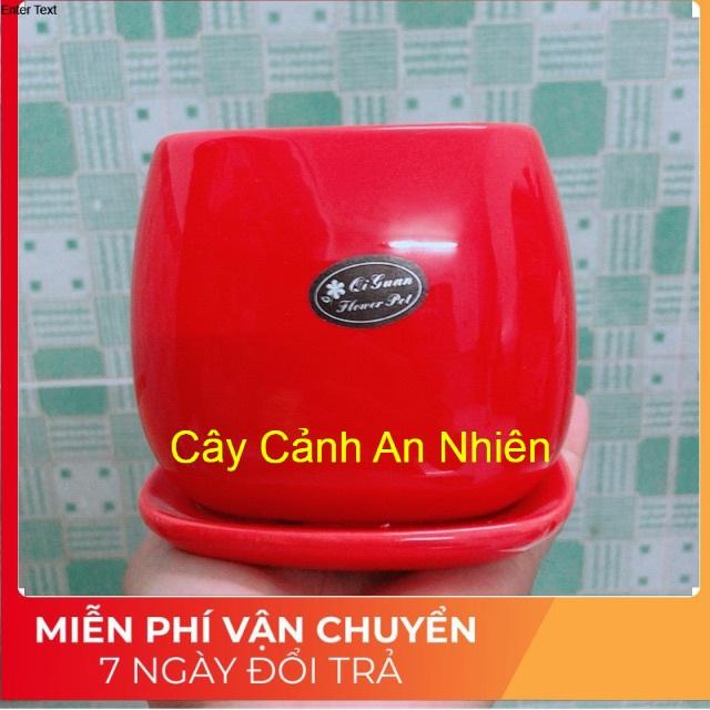 Chậu Trồng Cây