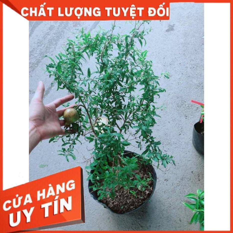 Cây Lựu Quả To Nhiều Người Mua