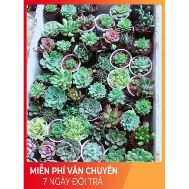 Combo 10 cây sen đá