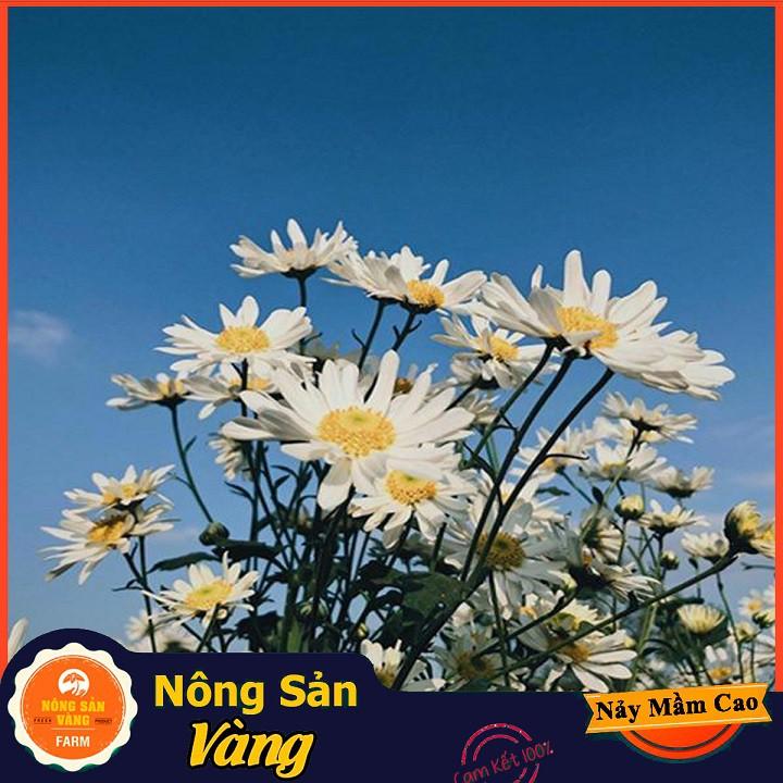 Hạt giống Hoa Cúc Họa Mi Trắng