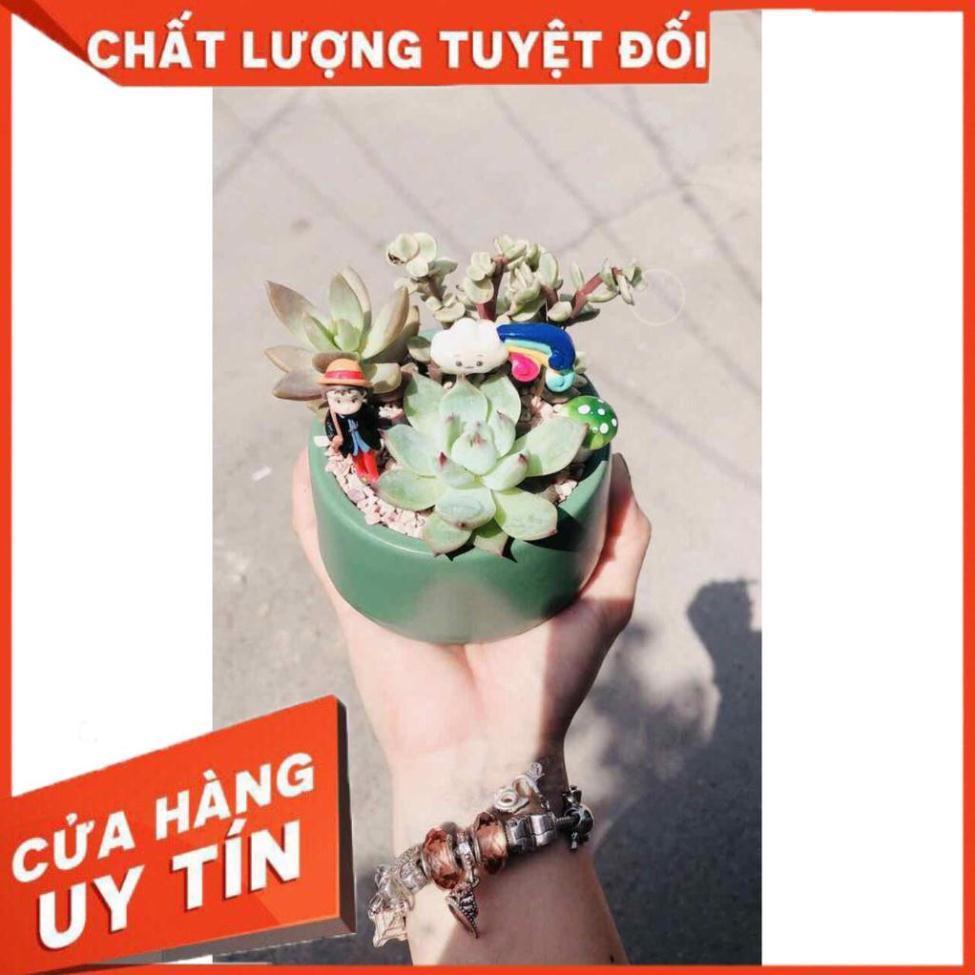 Chậu sen đá Nhiều Người Mua