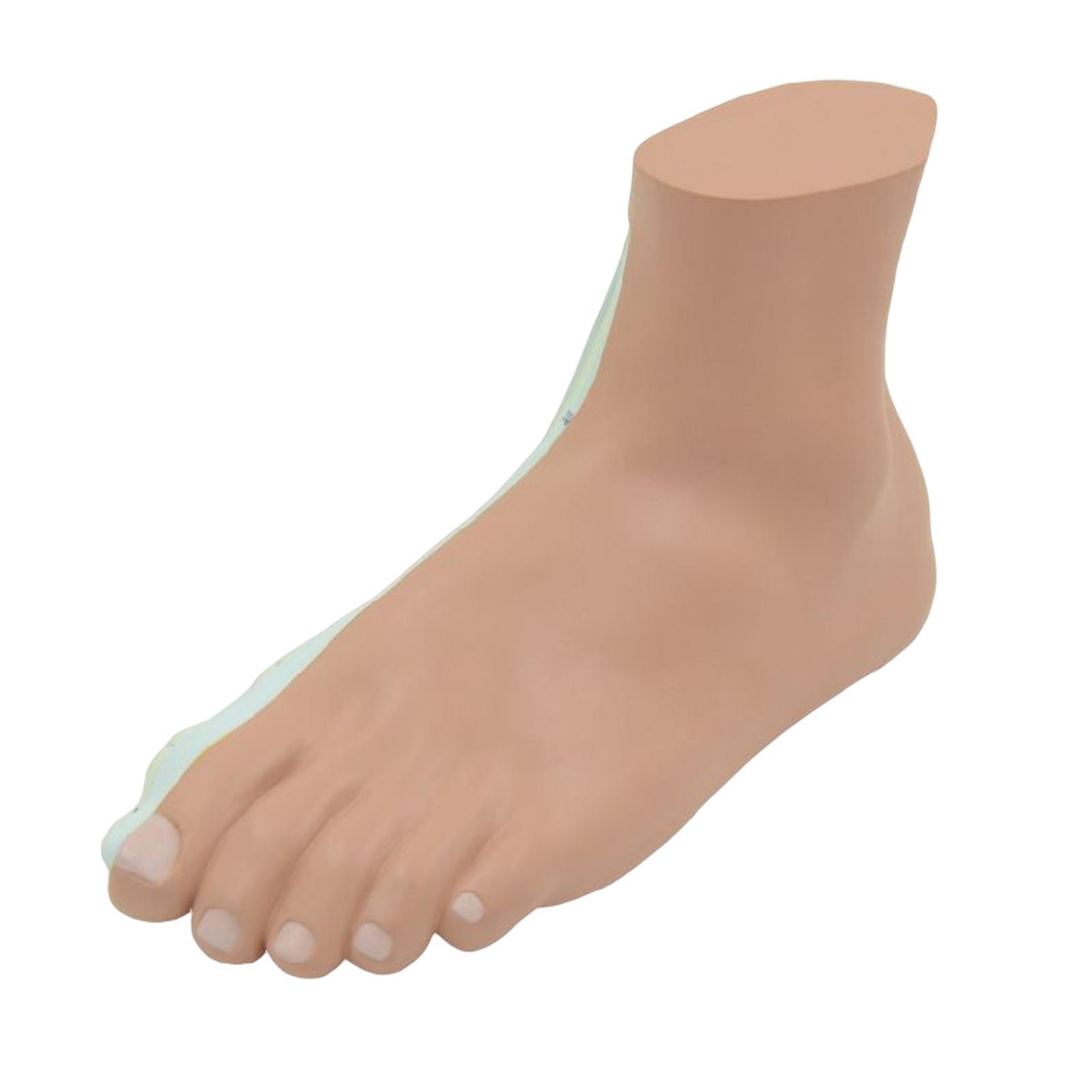 Human Foot Model Anatomy Learning Anatomical Models for Teaching Aid