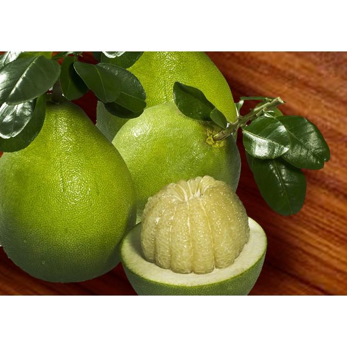 Cây giống Bưởi năm roi