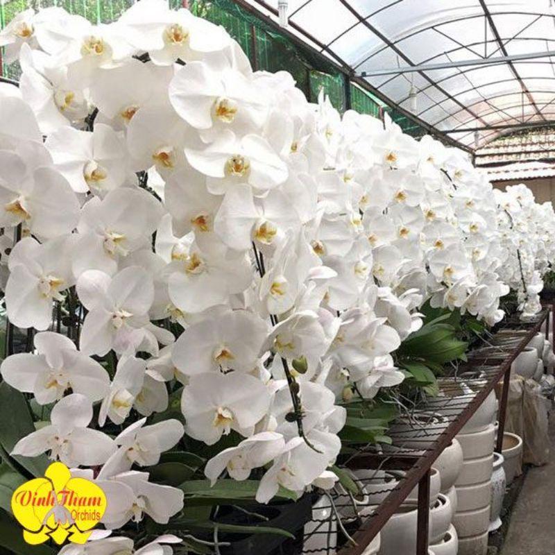 1kg Phân trùn quế. Chuyên trồng rau sạch. Hoa cây cảnh cao cấp.