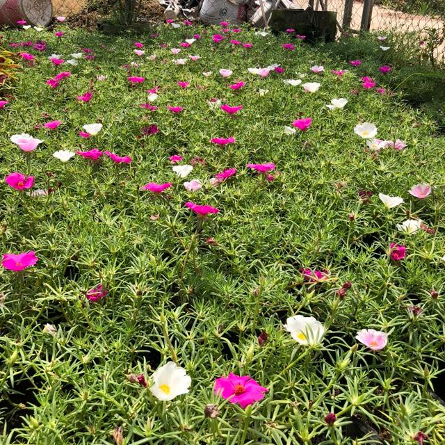 Cây hoa mười giờ mỹ bông đơn cực to cực đẹp mix 3 màu hồng trắng cây cao 15-20cm nhiều ngọn cực sum suê