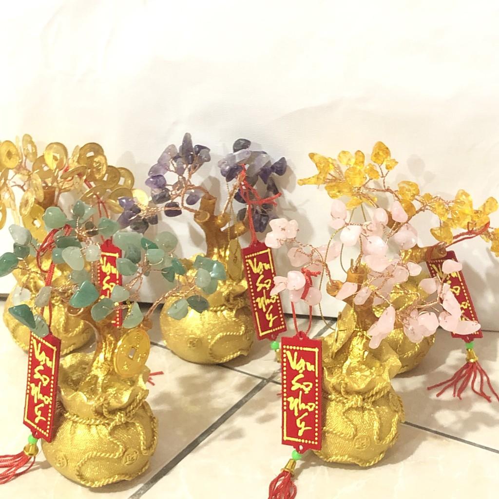 Cây kim tiền cây phát tài phát lộc K02 cao 15cm