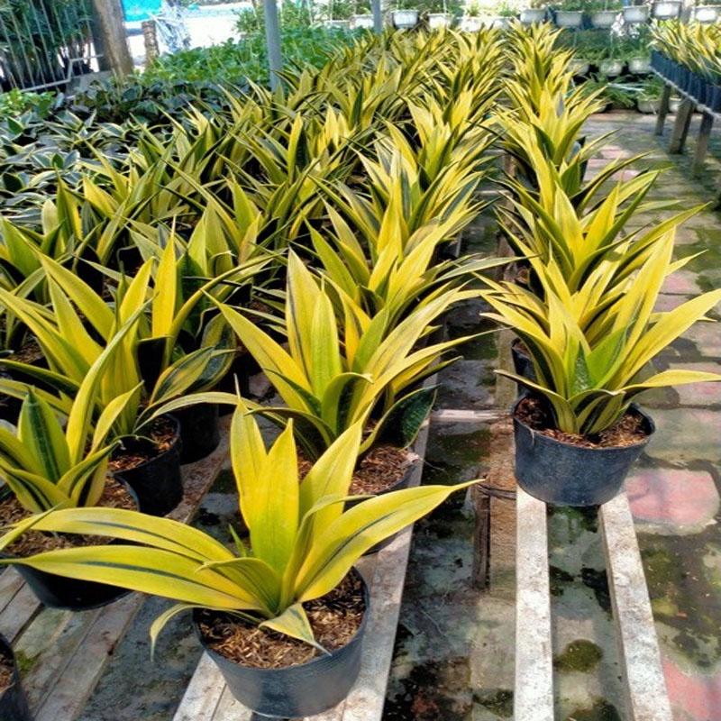 Cây Lưỡi Hổ Hoàng Kim - cây cảnh để bàn + tặng phân bón cho cây
