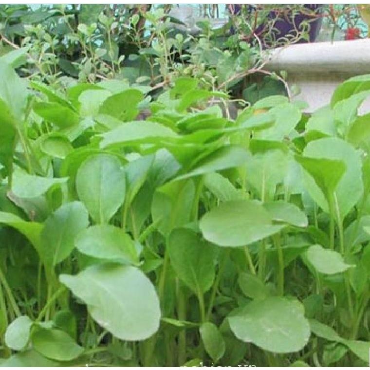 Hạt giống rau cải ăn non baby - Gói 1kg