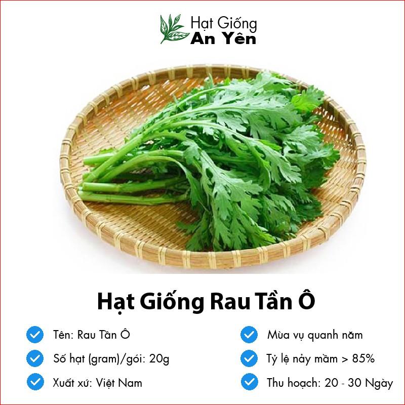 Hạt giống Rau Tần Ô rau Cải Cúc thu hoạch sớm, dễ trồng, nảy mầm cao, sinh trưởng khoẻ
