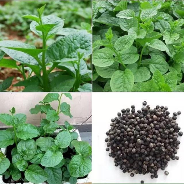 Hạt giống Mồng Tơi Xanh