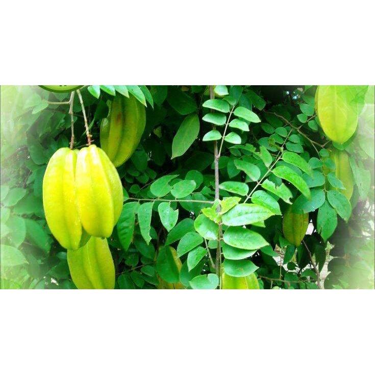 01KG Lá Khế Tươi a1