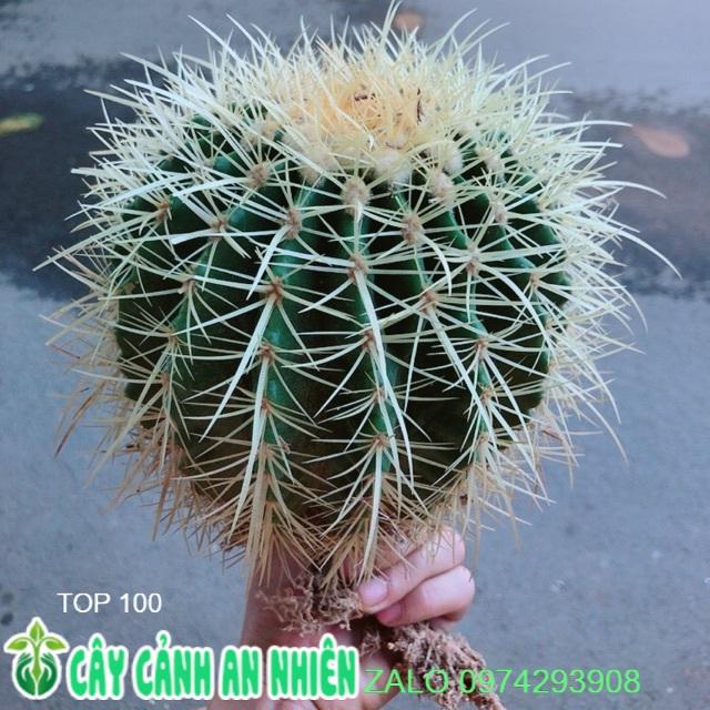 Xương Rồng Kim Hổ Lớn