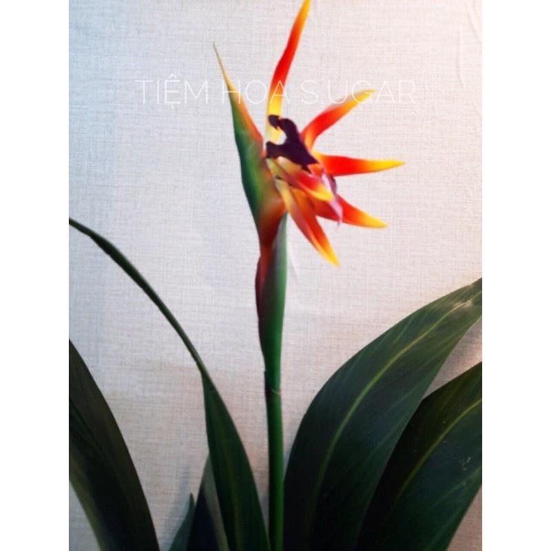 Cây thiên điểu giả