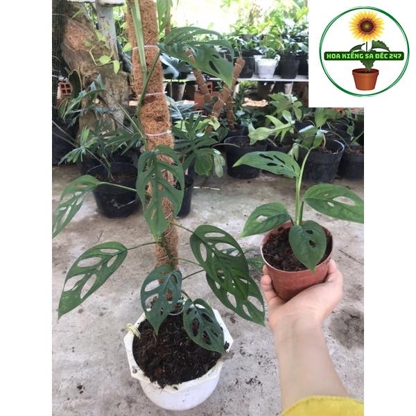 Cây adansoni var adansonii