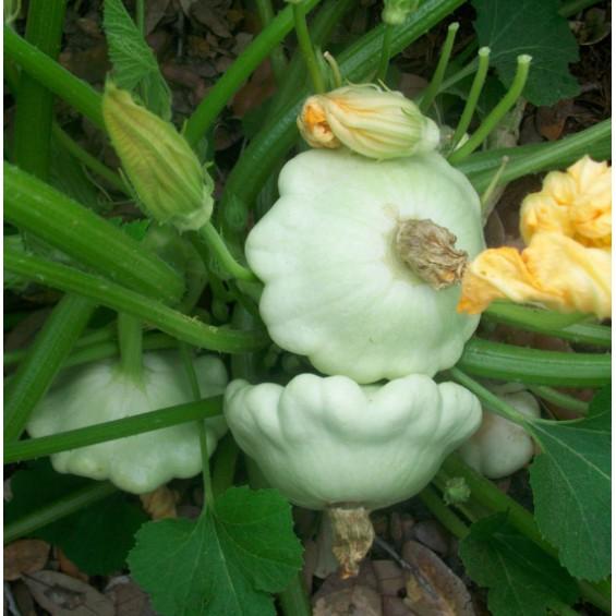 Combo hạt giống bí đĩa bay mix