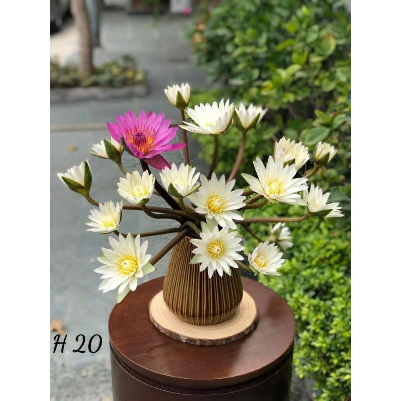 Lọ hoa dòng hỏa biến