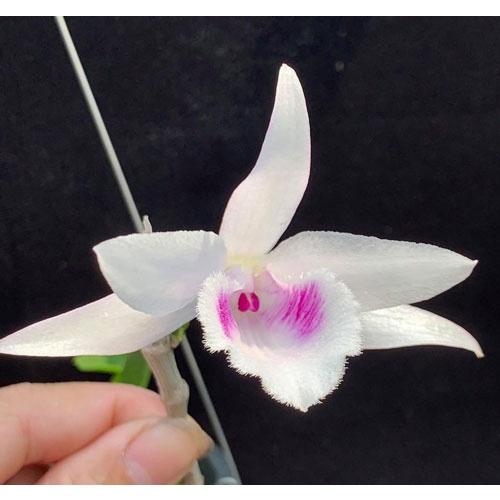 Hoa lan phi điệp " xước ngọc lan " -cây ươm ki từ mẹ, đảm bảo chuẩn giống