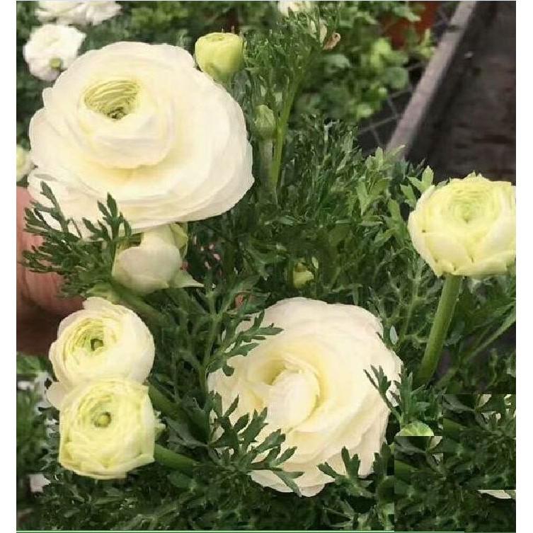 Củ giống hoa hồng mao lương trắng