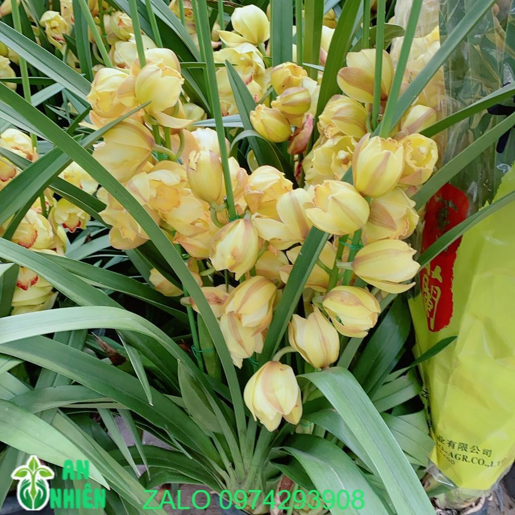 Bụi Địa Lan Lớn