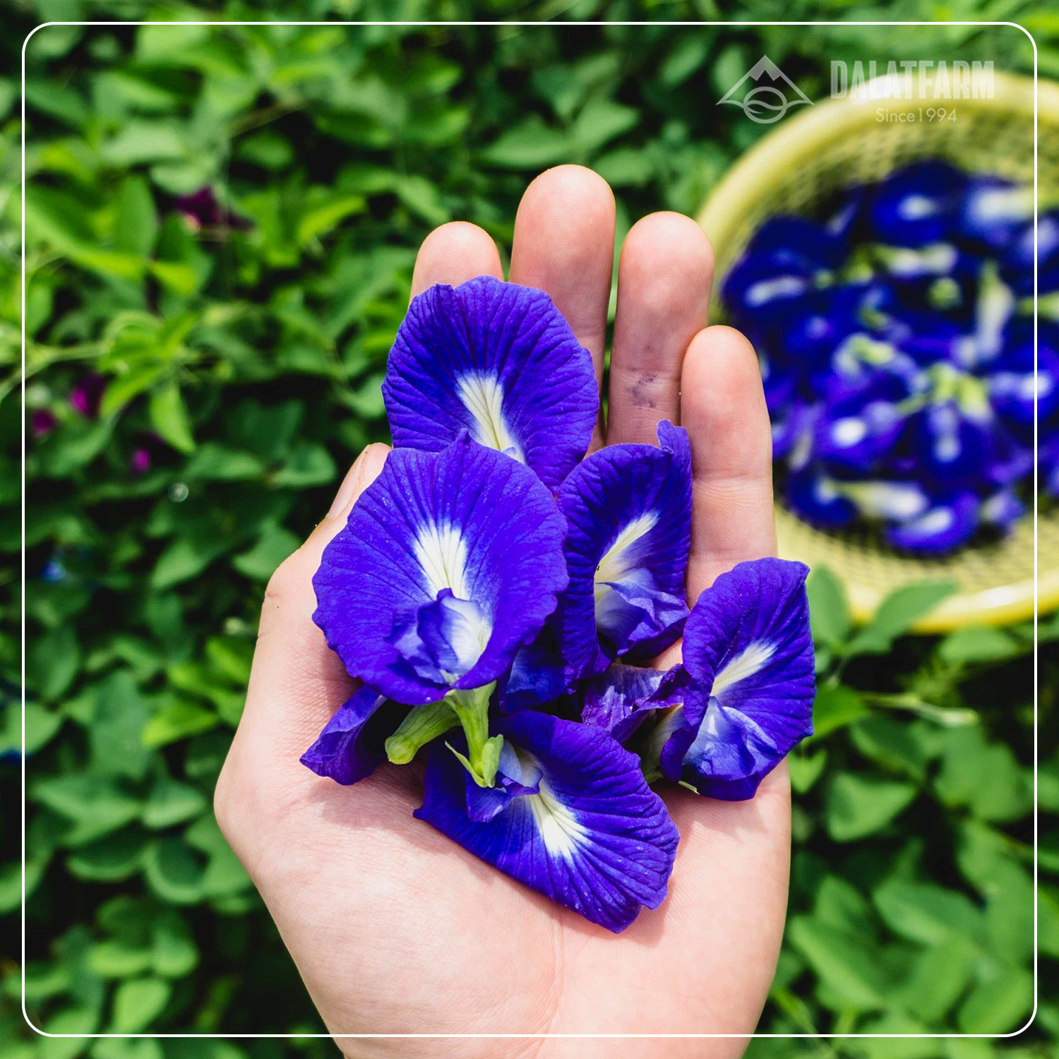 Trà Hoa Đậu Biếc DalatFarm - Hộp 70g