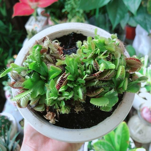 Chậu Cây Bắt Mồi