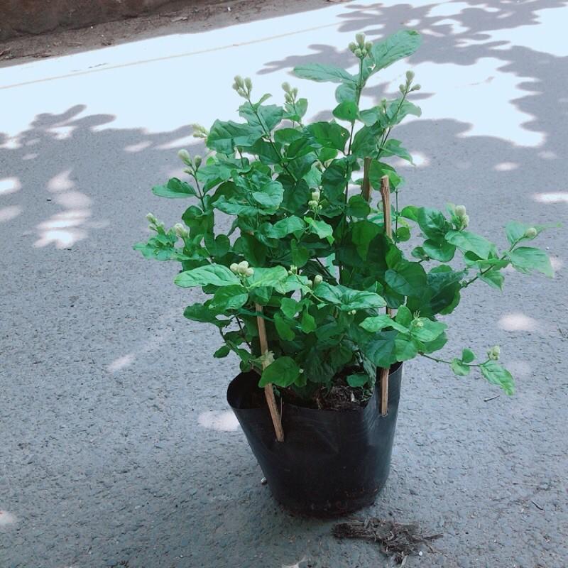 Bụi Hoa Nhài Cho Hoa Thơm