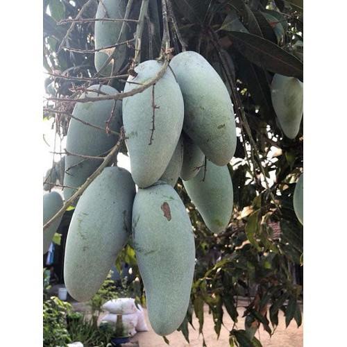 CÂY GIỐNG XOÀI THÁI SIÊU QUẢ- CAM KÊT GIỐNG CHUẨN F1 - CGXTLSQSN