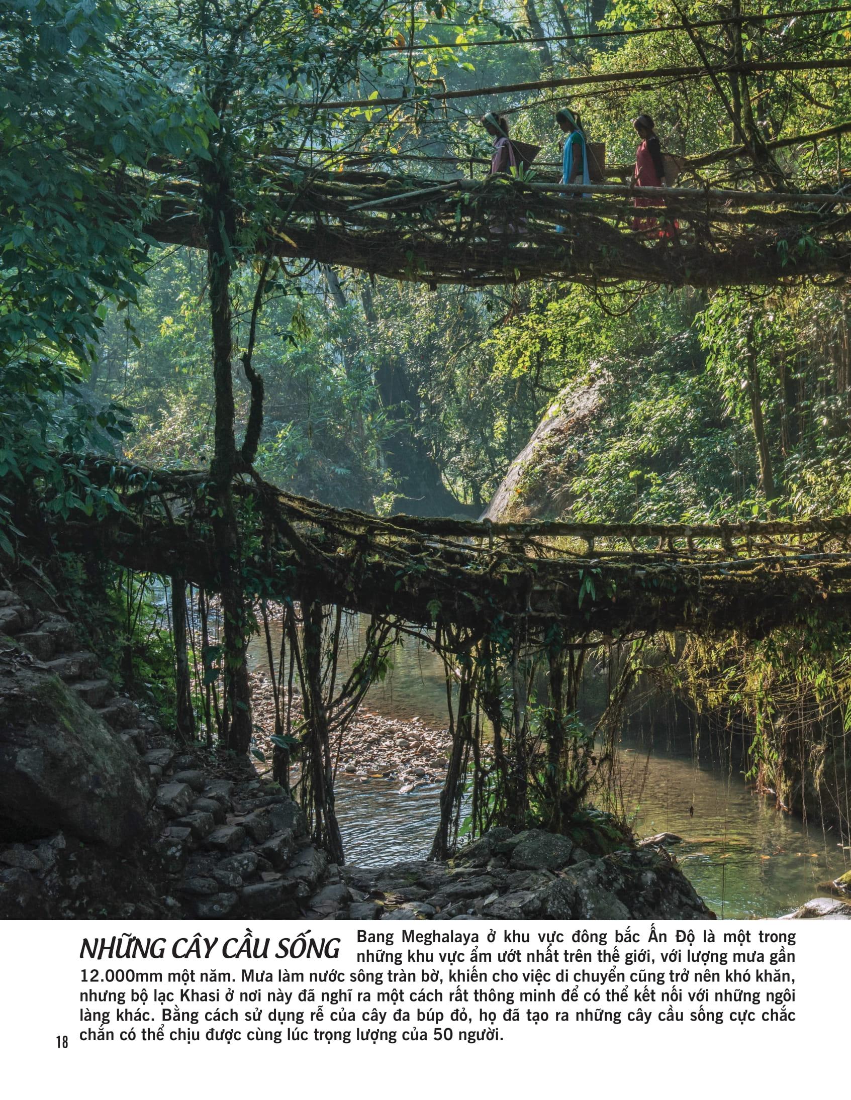 Bách Khoa Thư Về Thế Giới Thực Vật - Cây, Lá, Hoa Và Hạt