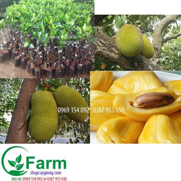 Cây mít nghệ tứ quý