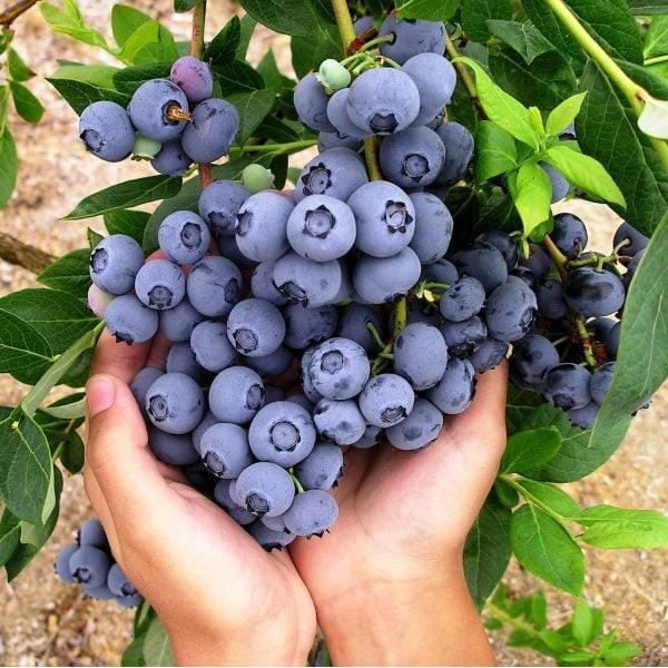 CÂY GIỐNG VIỆT QUẤT NHẬP KHẨU