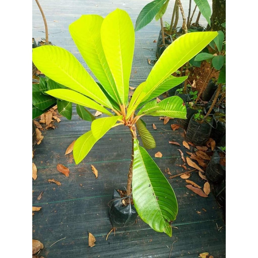 Cây giống hồng xiêm ruột đỏ khổng lồ